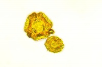 Pyl pampelisky - Dandelion pollen grain 2